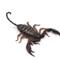 The Hidden Dangers Of DIY Scorpion Removal In Las Vegas: Why You Should Call A Professional