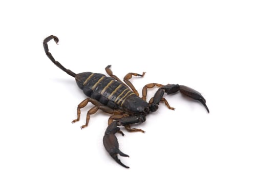 The Hidden Dangers Of DIY Scorpion Removal In Las Vegas: Why You Should Call A Professional